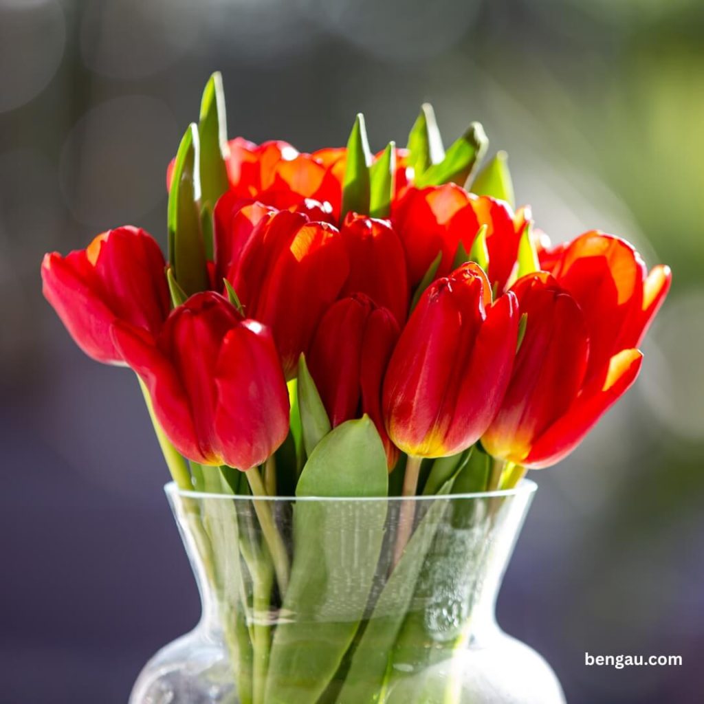 Tulipani u vazi