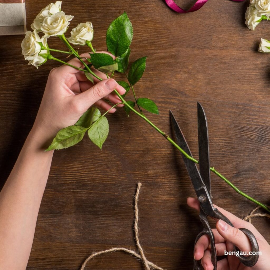 rezanje ruze Bengau.com
