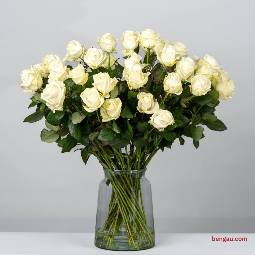 ruze u vazi Bengau.com