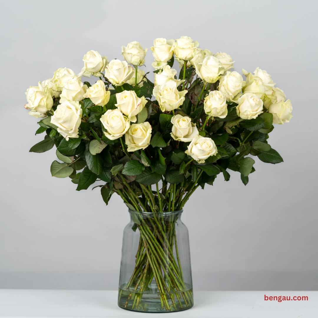 ruze u vazi Bengau.com